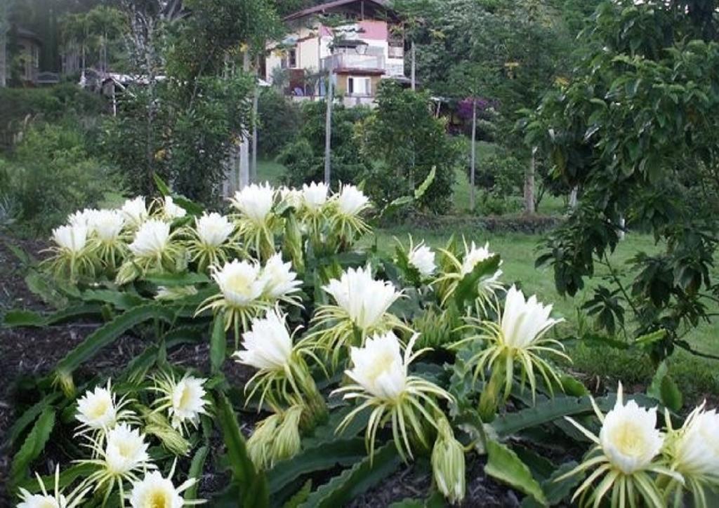 Banyan Tree Sanctuary Guest House Kalaoa Εξωτερικό φωτογραφία